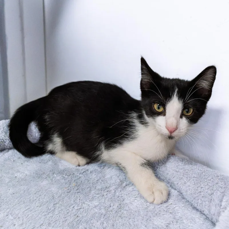 A baby small-sized male Black Domestic Short Hair cat named Lunar for adoption in South Elgin, IL