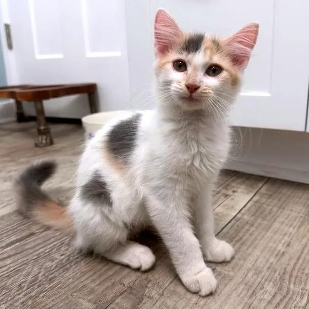 A baby small-sized female Calico Domestic Short Hair cat named Saffron C for adoption in Princeton, MN