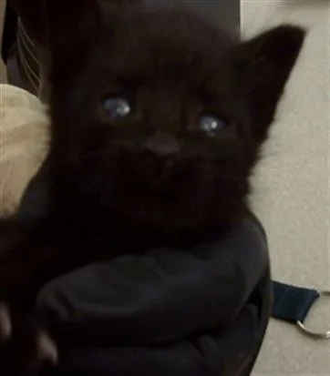 A baby medium-sized male Domestic Medium Hair cat named Benito for adoption in Dallas, TX