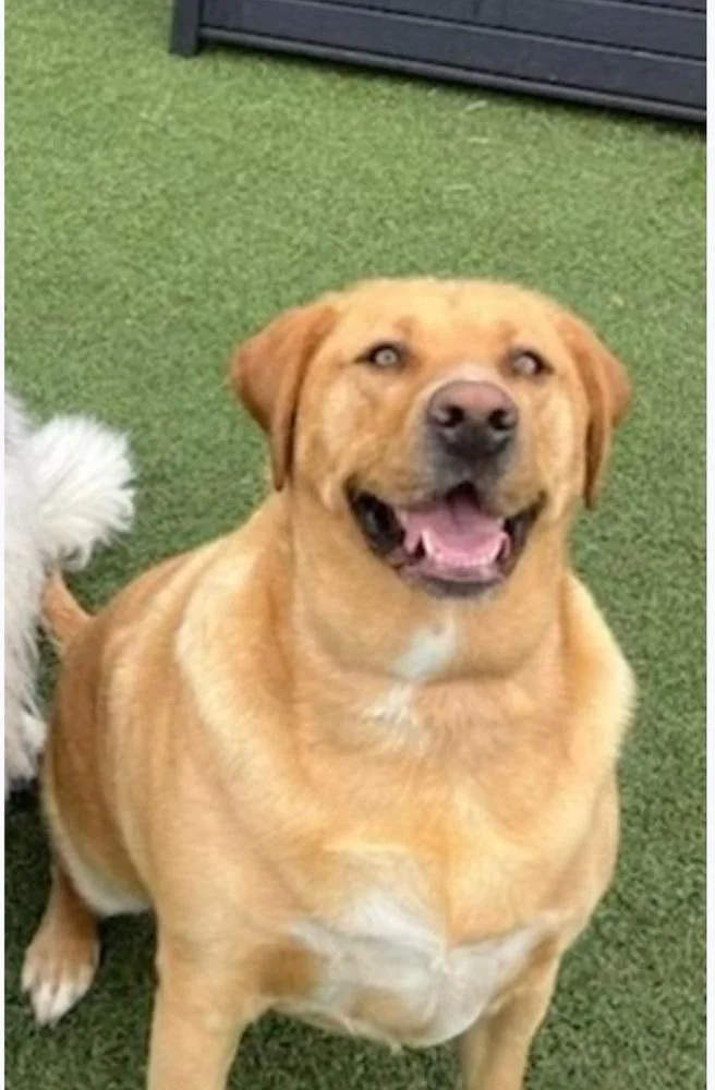 Crayola Pack : Corduroy thumbnail 2