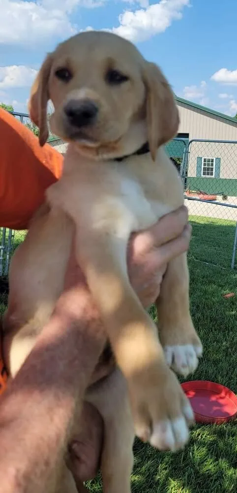 Crayola Pack : Corduroy thumbnail 3