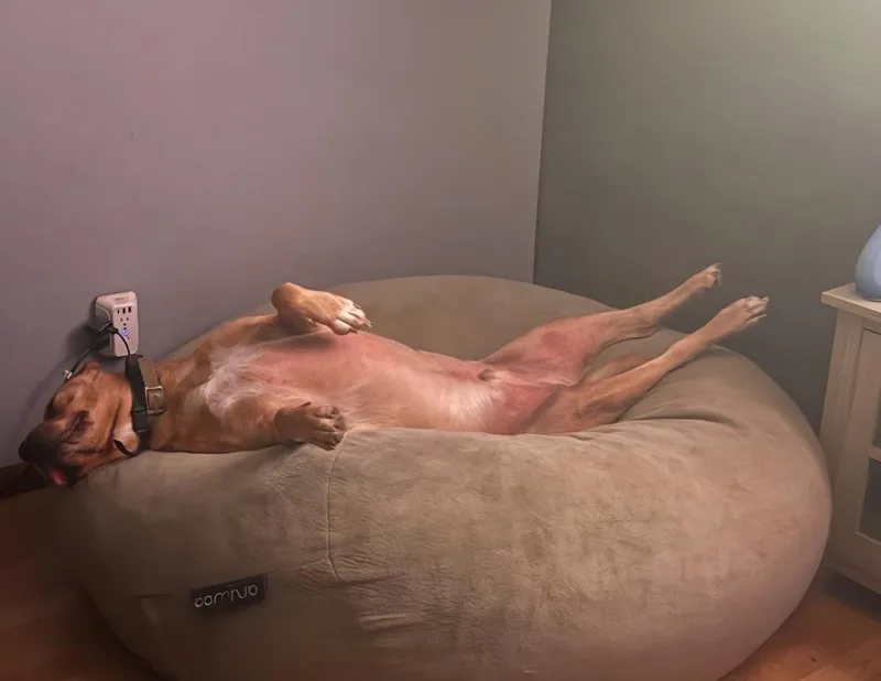 Crayola Pack : Corduroy thumbnail 4