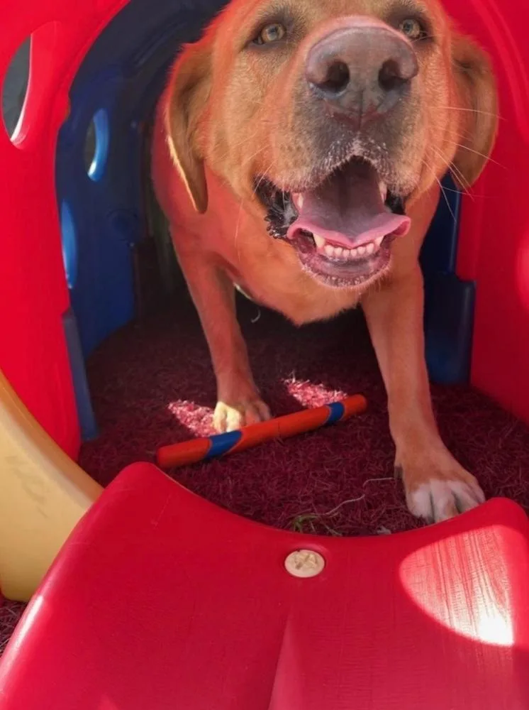 Crayola Pack : Corduroy thumbnail 5