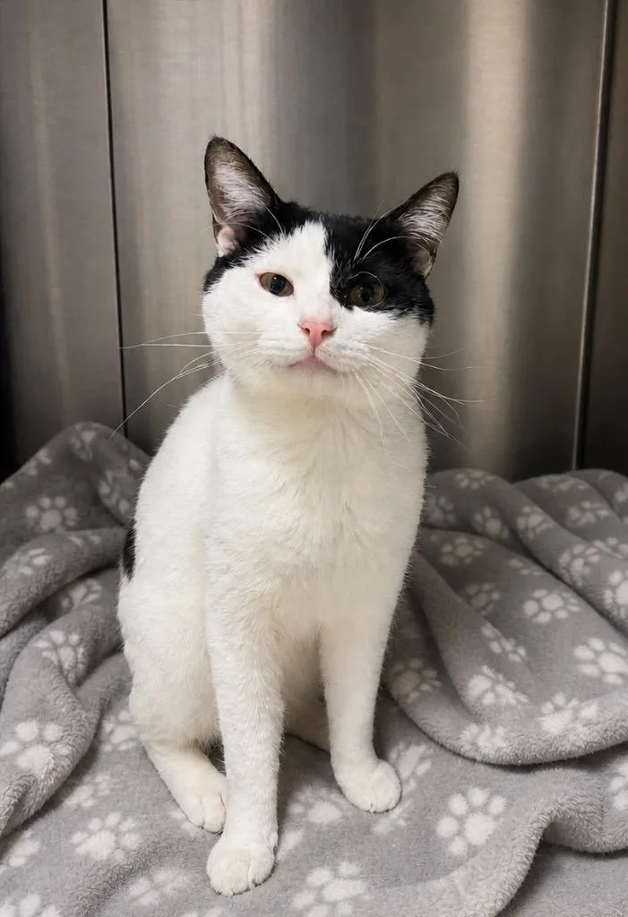 A young medium-sized male Domestic Short Hair cat named Wharton for adoption in Fort Lupton, CO