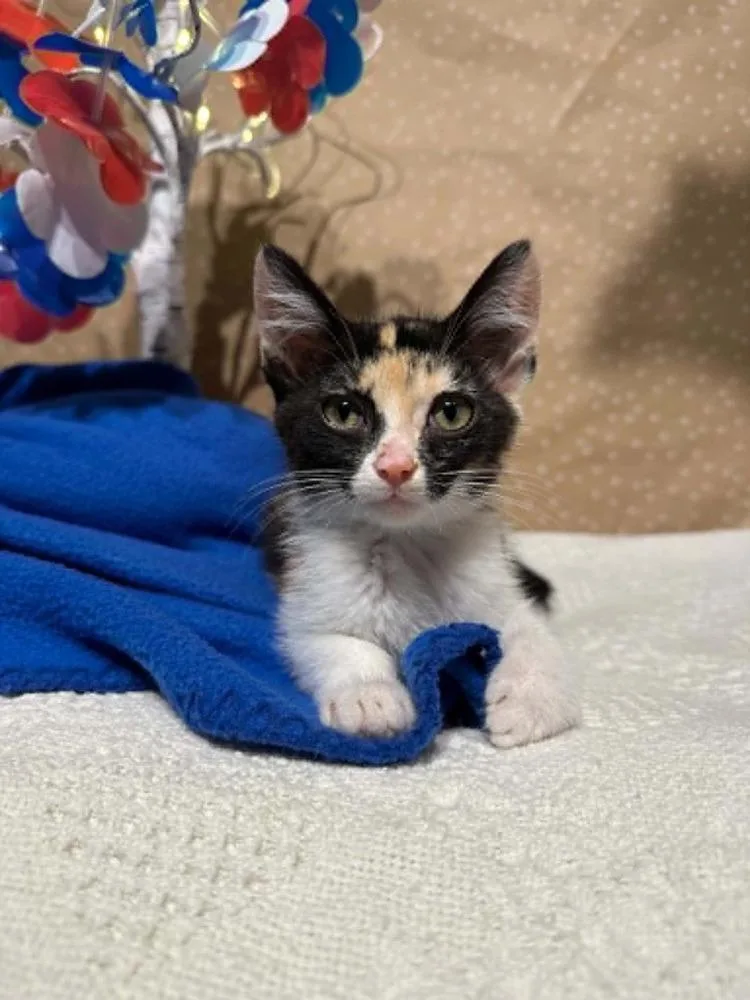 A baby small-sized female Domestic Short Hair cat named Velcro for adoption in Groveland, MA