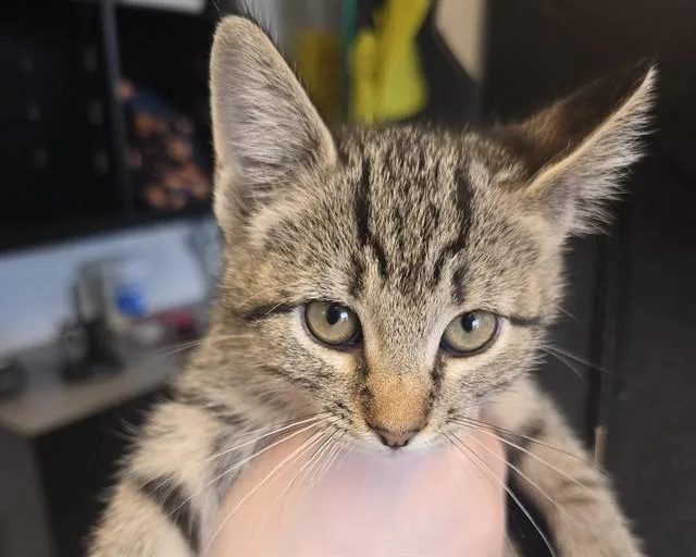A baby small-sized female Domestic Short Hair cat named Dragonfruit for adoption in Olathe, KS