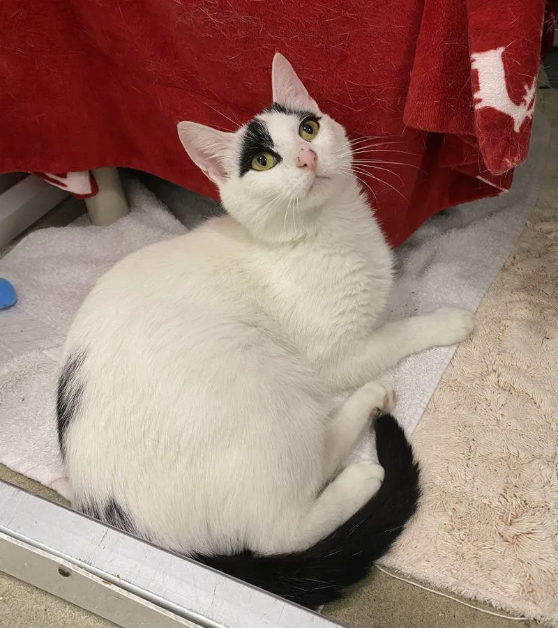 An adult small-sized female White Domestic Short Hair cat named Sugar for adoption in Alexandria, VA