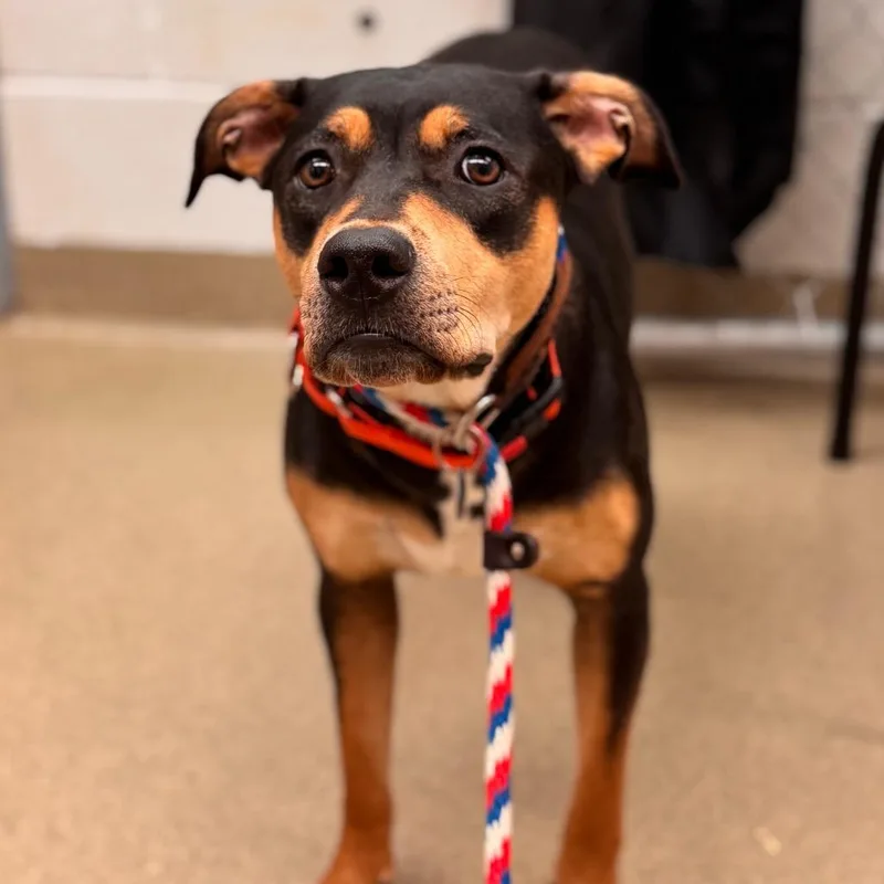 An adult medium-sized female Black Mixed Breed dog named Debbie for adoption in Birdsboro, PA