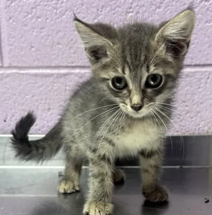 A baby small-sized female Gray / Blue / Silver Domestic Short Hair cat named 61745080 for adoption in El Paso, TX