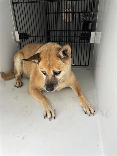 An adult large-sized female Shiba Inu dog named A for adoption in Houston, TX