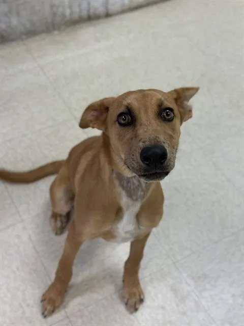 A young medium-sized female Black Mouth Cur dog named Caroline for adoption in Sugar Land, TX