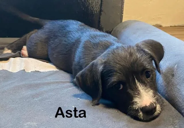 A baby small-sized female Pit Bull Terrier dog named Asta for adoption in Decatur, IL