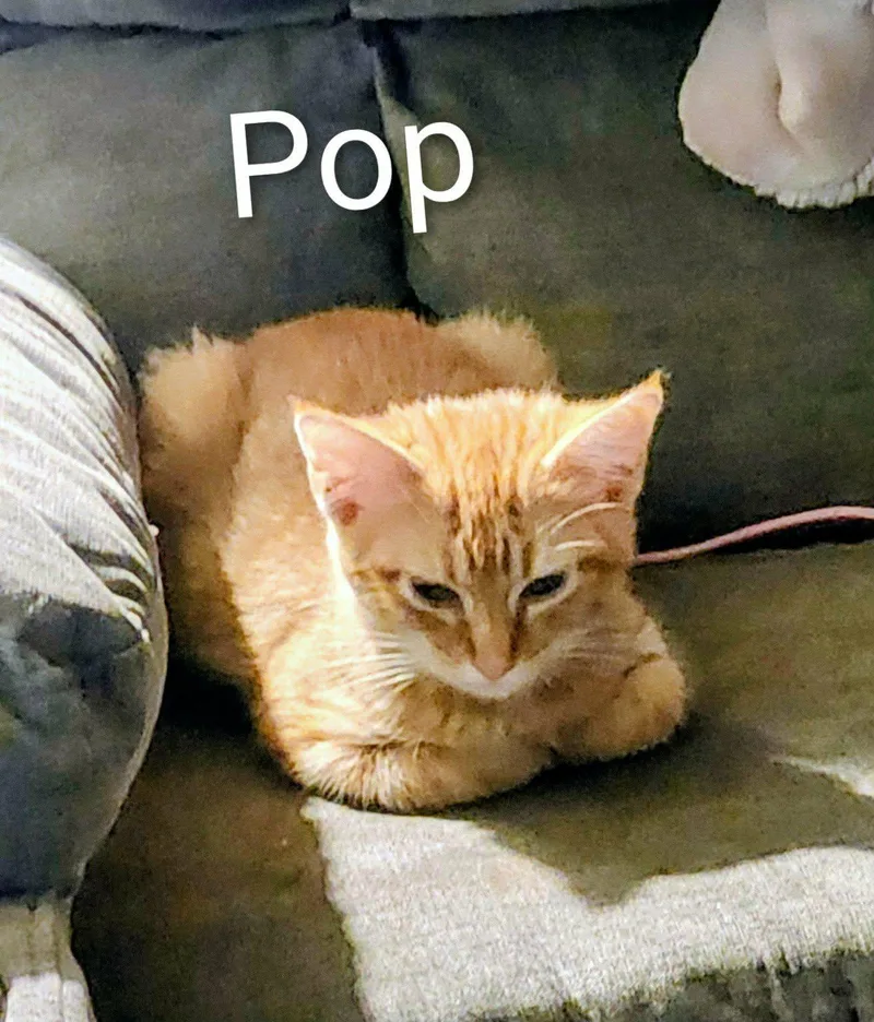 A baby medium-sized male Tabby cat named Pop for adoption in Okemah, OK