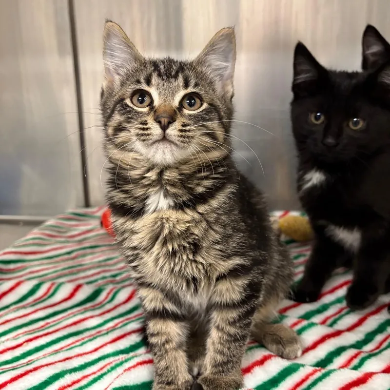 A baby small-sized female Domestic Medium Hair cat named Maya for adoption in Spokane, WA