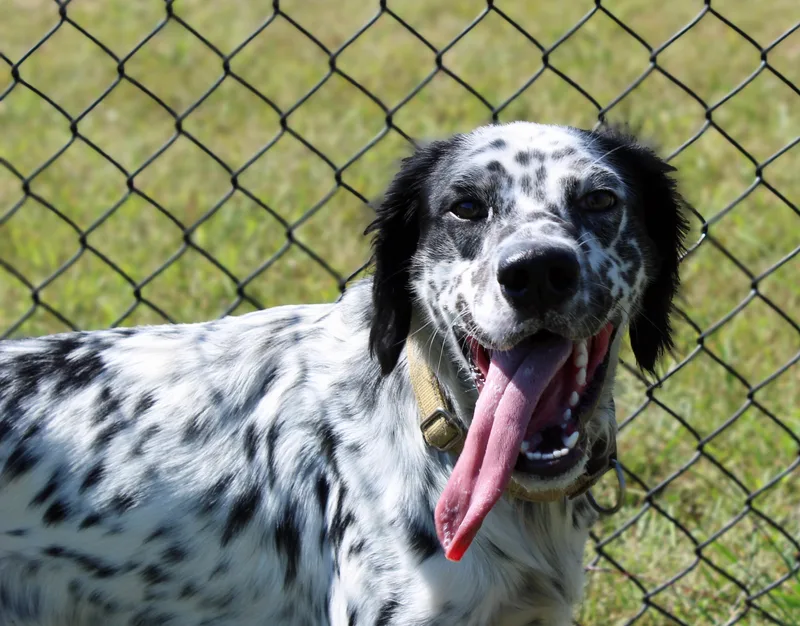 A young medium-sized male Brittany Spaniel dog named Stanley for adoption in Lebanon, TN