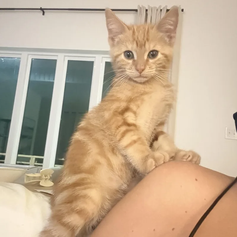 Oliver