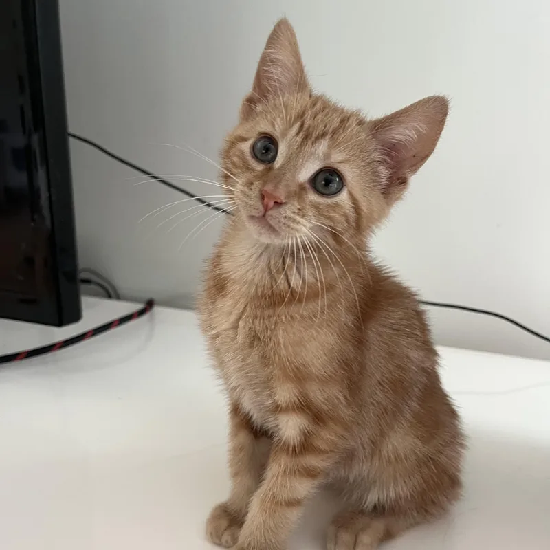 Oliver thumbnail 3
