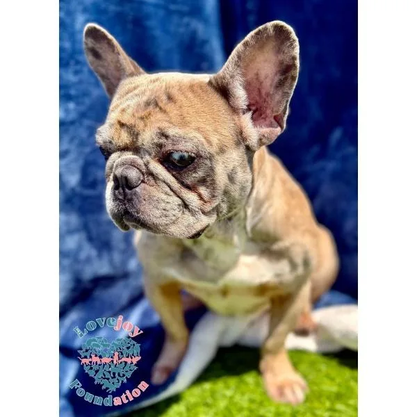An adult medium-sized male Yellow / Tan / Blond / Fawn French Bulldog dog named Hamilton Coh for adoption in Inglewood, CA