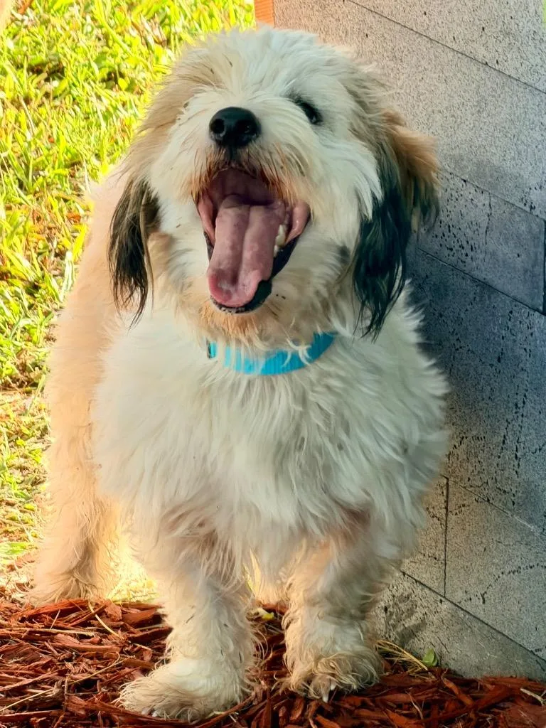 A young medium-sized male Lhasa Apso dog named Gideon for adoption in Cape Coral, FL