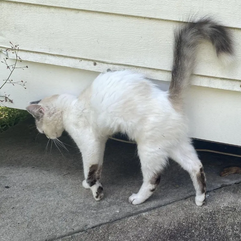 A young medium-sized female White Domestic Short Hair cat named FireFly Meet me at for adoption in Buffalo, MN