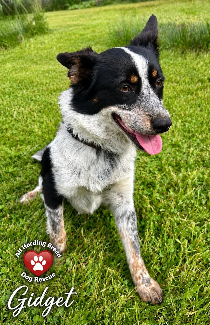 A young small-sized female Tricolor (Brown, Black, & White) Border Collie dog named Gidget for adoption in Joliet, IL