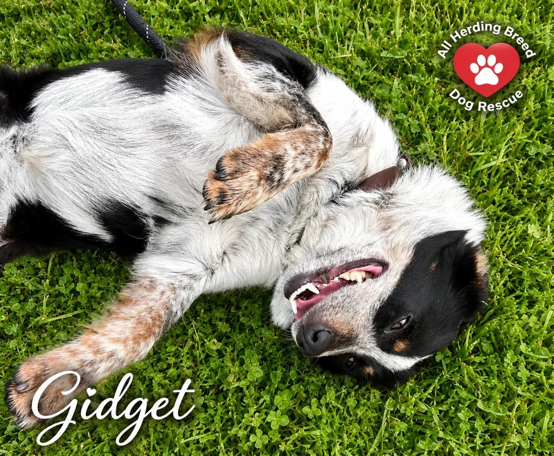Gidget thumbnail 2
