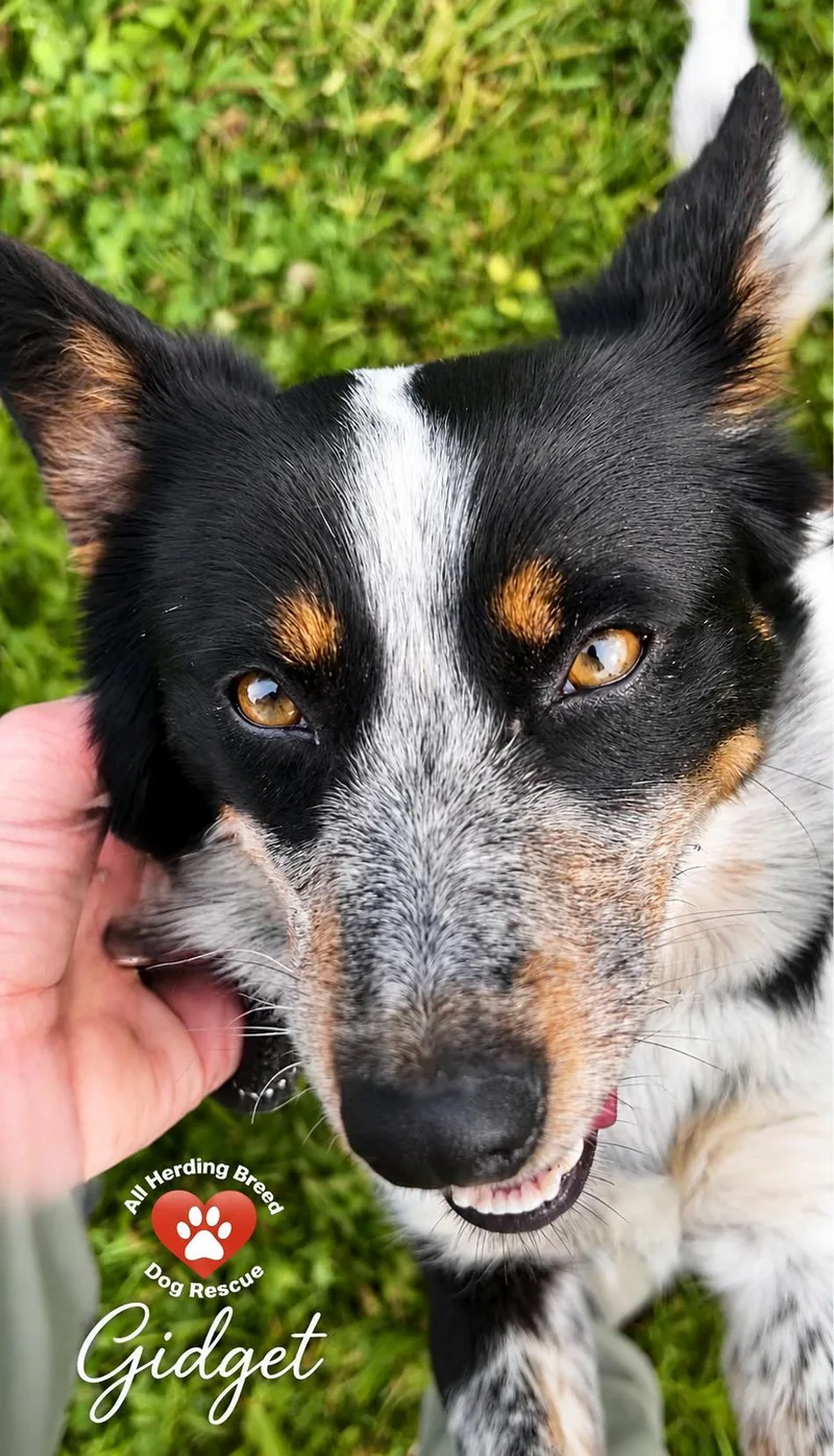 Gidget thumbnail 4