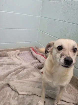 An adult small-sized female Parson Russell Terrier dog named Donut for adoption in Fishers, IN