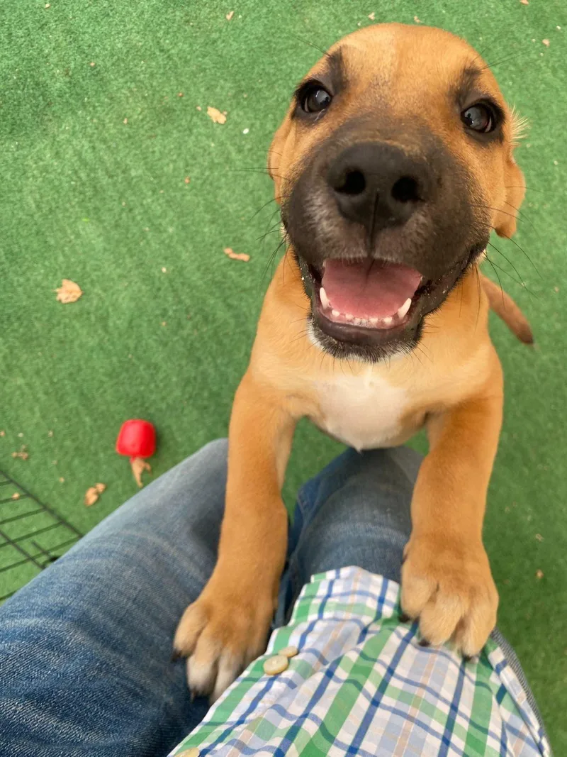 A baby medium-sized male Bicolor Beagle dog named Colin for adoption in Austin, TX