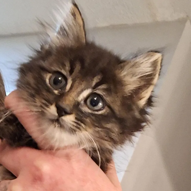 A baby small-sized male Brown / Chocolate Domestic Short Hair cat named Hardy for adoption in Grantsville, UT