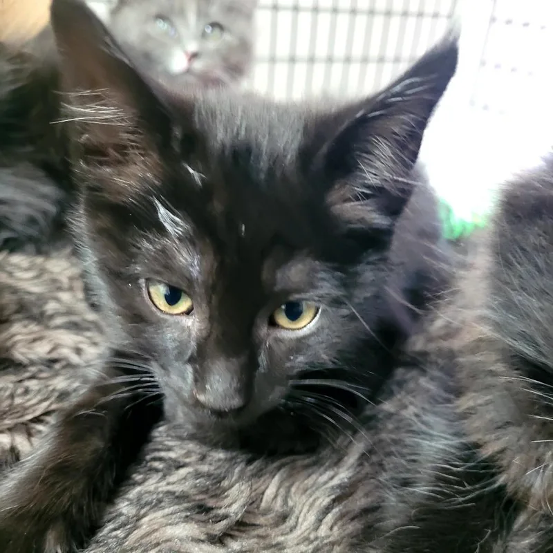 A baby small-sized female Domestic Medium Hair cat named Garnet for adoption in Allyn, WA