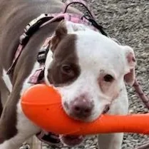 An adult medium-sized female Pit Bull Terrier dog named Queenie for adoption in Montour Falls, NY