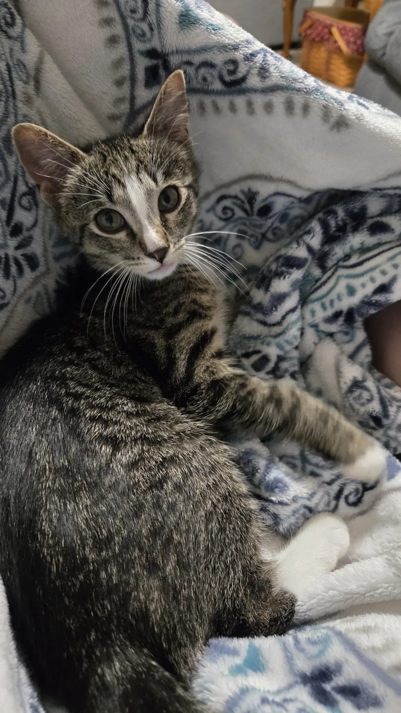 A baby medium-sized male Tabby (Tiger Striped) Domestic Short Hair cat named Tahquamenon for adoption in Swartz Creek, MI