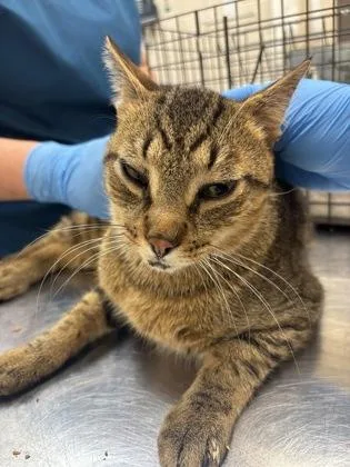 An adult medium-sized male Domestic Short Hair cat named Bob for adoption in Westland, MI