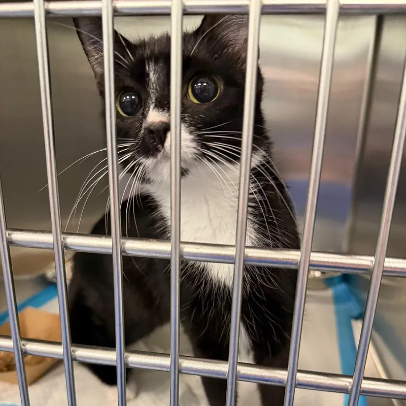 A young medium-sized female Domestic Short Hair cat named Lil Precious for adoption in Greensboro, NC