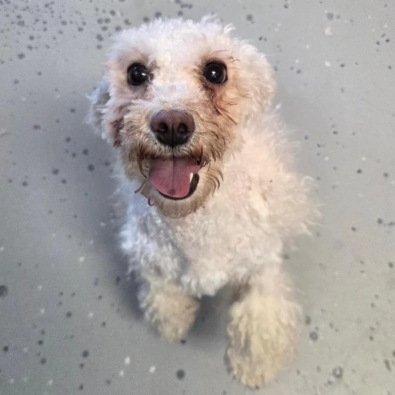 An adult small-sized female Miniature Poodle dog named Pearl for adoption in Park City, UT