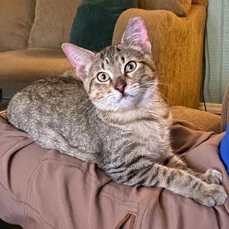 A baby small-sized male Brown / Chocolate Domestic Short Hair cat named Shine for adoption in Tulsa, OK