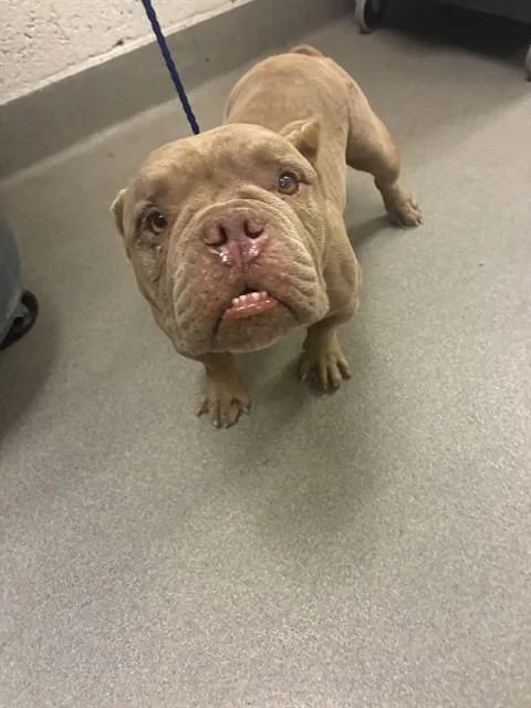 An adult medium-sized male American Bulldog dog named Burce for adoption in Miami, FL
