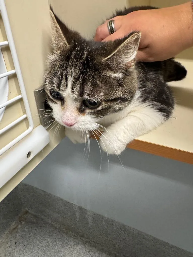 An adult medium-sized female Domestic Short Hair cat named Tilly for adoption in Bloomington, IN