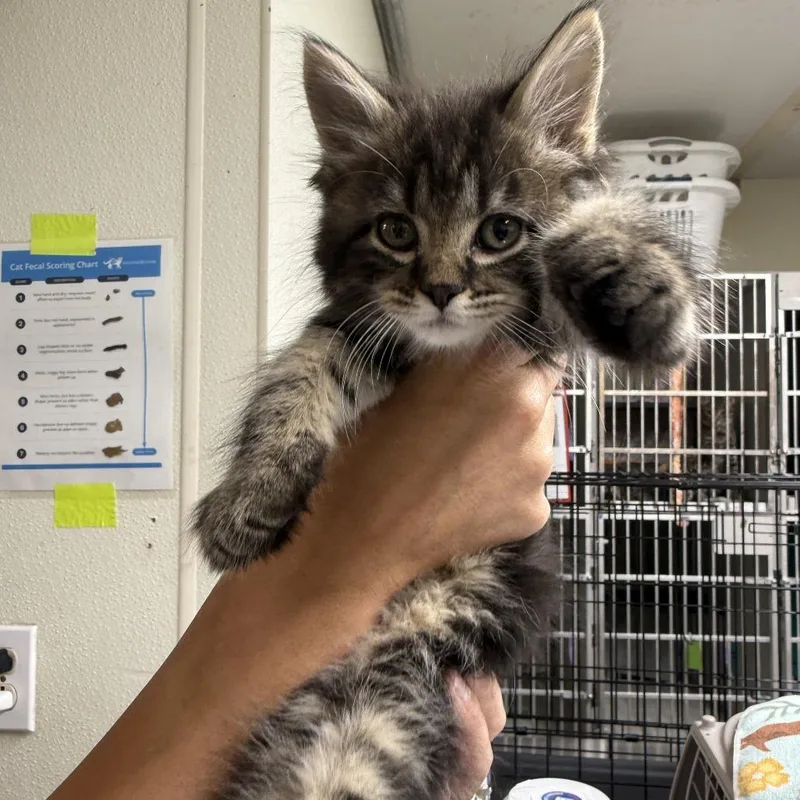 A baby small-sized female Domestic Long Hair cat named Smooch for adoption in Colorado Springs, CO