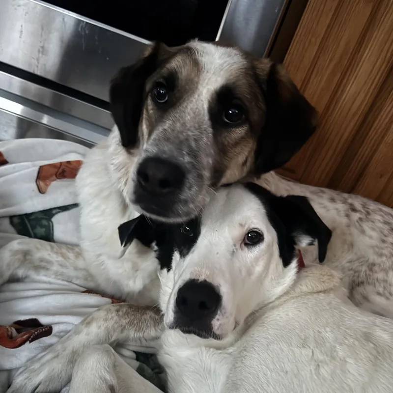 Chase Jasmine  Local thumbnail 2