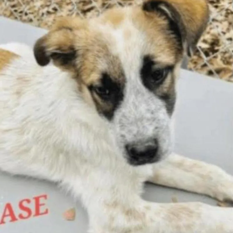 Chase Jasmine  Local thumbnail 4