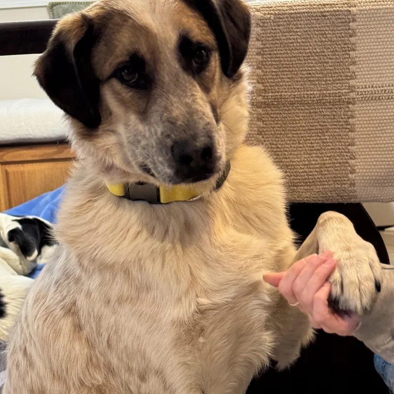 Chase Jasmine  Local thumbnail 5