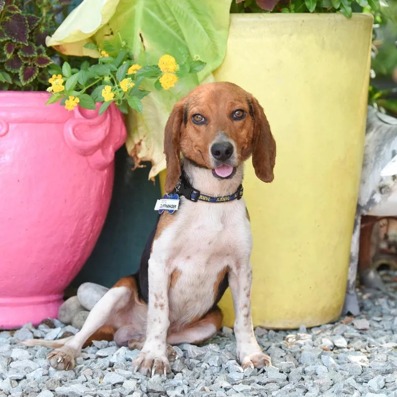 An adult small-sized male Beagle dog named Cliffhanger for adoption in Wake Forest, NC