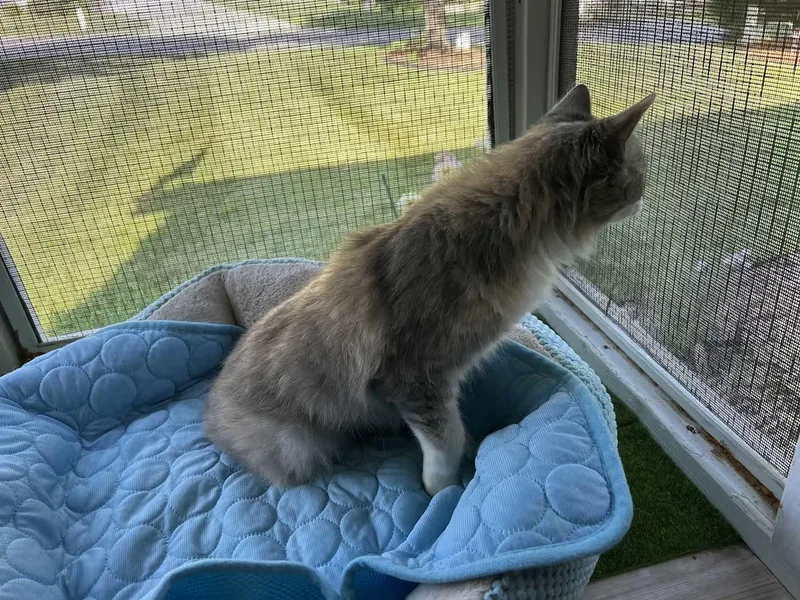 A young medium-sized female Dilute Tortoiseshell Domestic Medium Hair cat named Priscilla for adoption in Greensboro, NC
