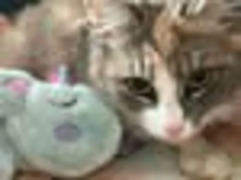 Priscilla thumbnail 2