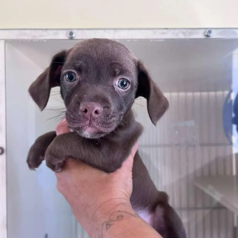 A baby small-sized male Brown / Chocolate Chihuahua dog named Wiggins for adoption in San Pablo, CA
