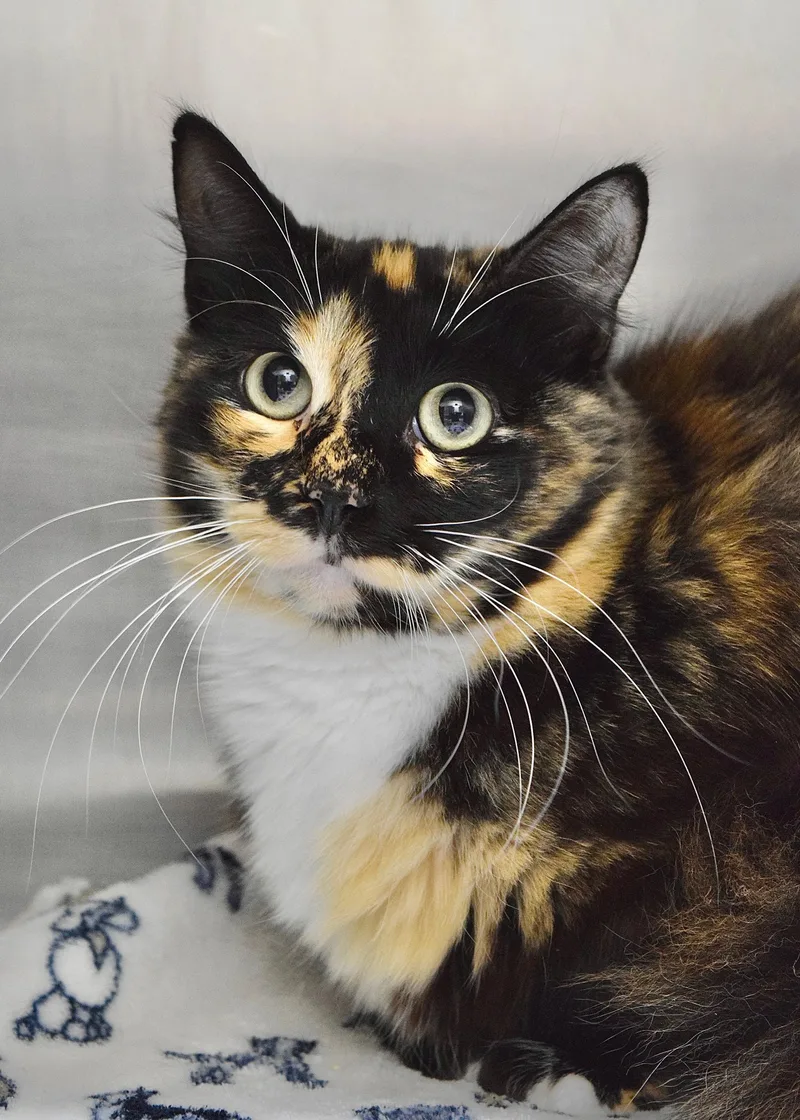A young medium-sized female Calico Domestic Medium Hair cat named Mocha for adoption in Dublin, CA