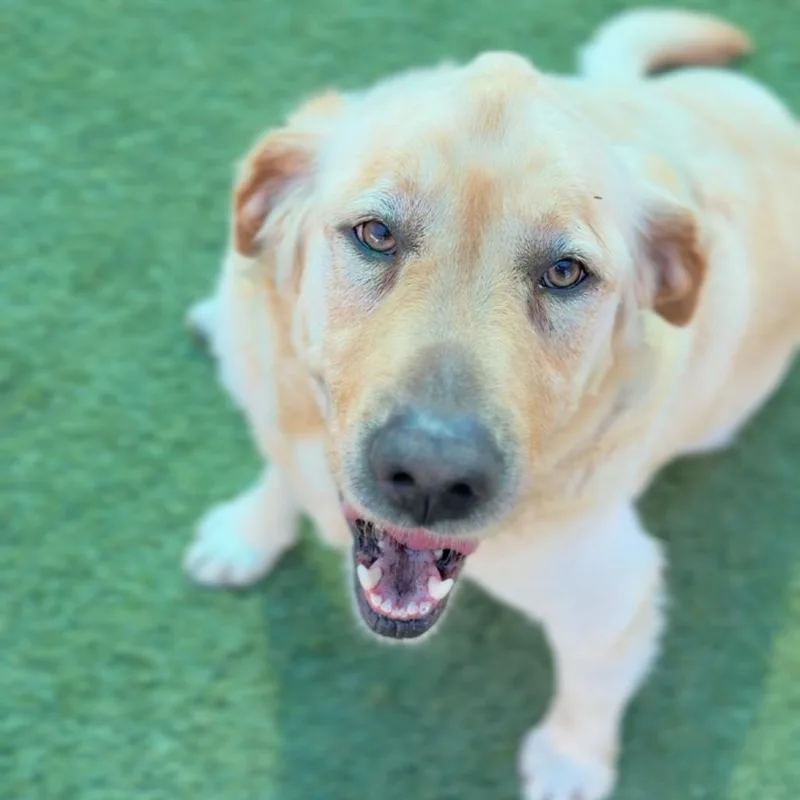 Lincoln A thumbnail 2