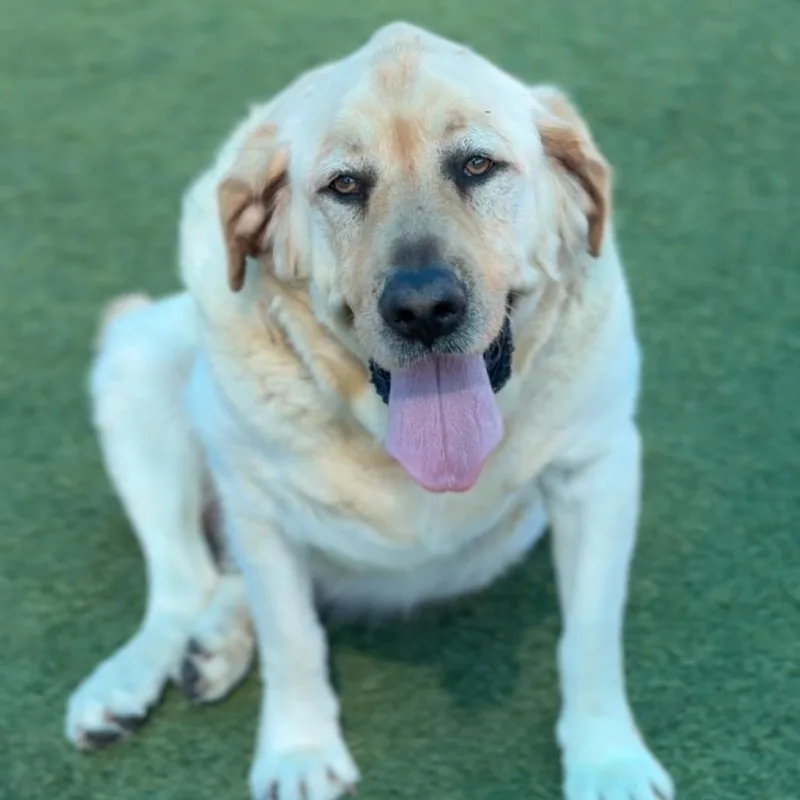 Lincoln A thumbnail 3